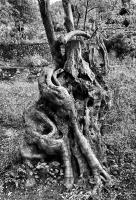 Ancient Olive